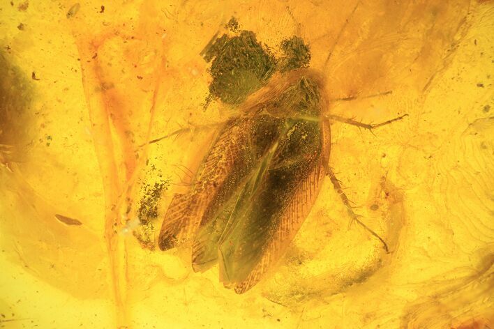 Large Fossil Cockroach (Blattoidea) In Baltic Amber - Rare! #93883